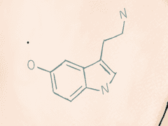 세로토닌 🤓