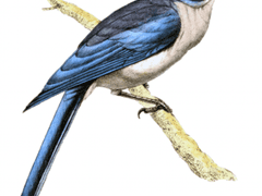 아! 어머니, 나의 마리아.