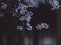 [광마회귀] 신이되길 포기한 자.