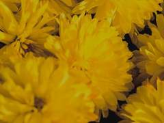 공존과 갈등의 사이