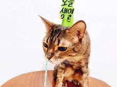 220804 쿠키 생일