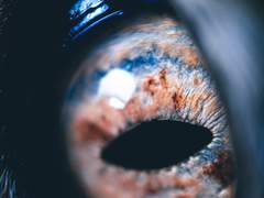 캐터필러를 여행하는 고양이를 위한 안내서