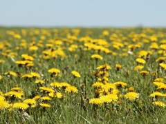 춘풍이 꽃을 피우고