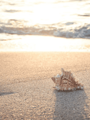 Summer : Memories stop in summer. 