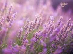 紫 雪乃 │XY│라이텐│21