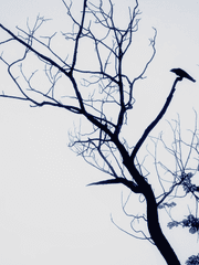 오후 4시에 네가 온다면 나는 3시부터 행복해지기 시작할 거야