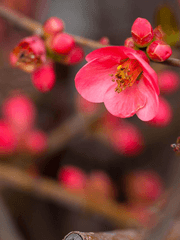 방울 위에 흑매화 꽃잎이 앉고