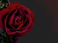 꽤나 진심으로 좋아했었다.