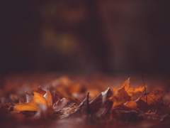 [연밤] 어텀 리브즈 (Autumn Leaves)