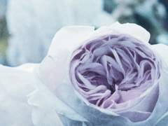 아이는 무엇으로 만들어졌는가?