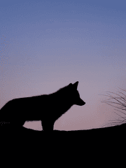 종족이 갑자기 바뀌면 곤란한가요?