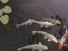 夢想家 의 시련