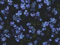 하이큐 네임리스 드림 합작 "그때 우리의 동아리" - Forget-Me-Not