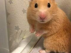 금쪽이를 다른 사람한테 맡기게 된다면?