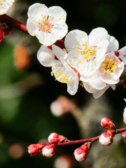 청명(검존)이설