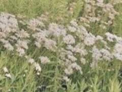 버드나무 아래서