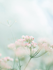 한 여름밤의 꿈