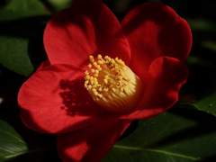 Ŧɦє вµʀит ρєтɑℓs вєςღʍє ℓєss вєɑµтɨƒµℓ.