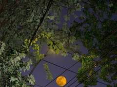 네 동공의 궤도를 돌고 있는 나는