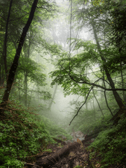 포레스트 인 드림