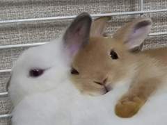 언약자를 찾습니다