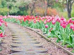 Elizabethe M. Valencia