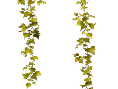 [무료] 덩굴 브러쉬