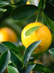 여름이 오면 레몬나무를 심어주세요