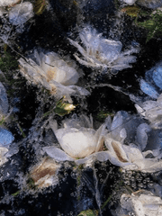 불로 깎은 얼음꽃 