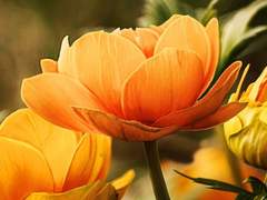 내 빛나는 친구, 루시아에게.