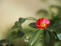 ☯ 會者定離 ☯