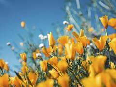 브리트니 웨스트 (19)