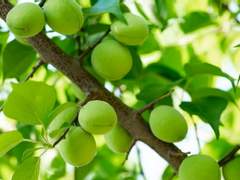 한국풍 · 동양풍 로맨스 연성러들이 참고하기 딱 좋은 요소 써보기 (1)