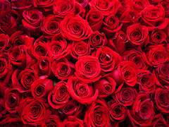 베아트리체 나인튜드