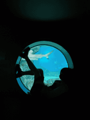 겁쟁이의 수기록