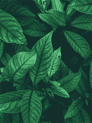 캐릭터 일러스트