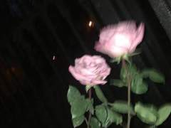 뉴-매직 매거진: maybe, love