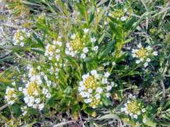 백 운/녹정/세화교🦌