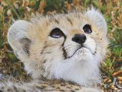 OH MY LOVELY CHEETAH! 2