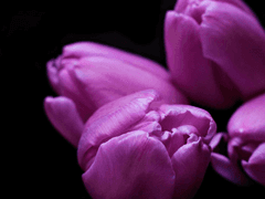 그 정원을 차지하기 위해서