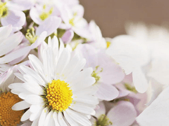 Cecilia Miller - 세실리아 밀러