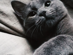 🐈‍⬛캣킷스 7 끝