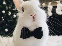 OH MY LOVABLE BUNNY! 1