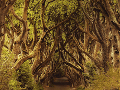 해리포터 세계에서 살아남기 - 프롤로그. 산책