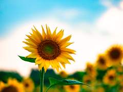 [테니프리] 한여름의 해바라기