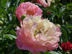 💐 카르웬 아멜리아 폰 피오니 / 작약