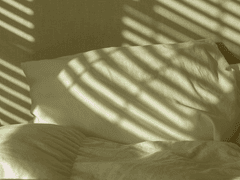 물빛, 해바라기, 꽃잎 -05