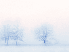 루시테 S. 에디스 / XY / 남작 / 마법부