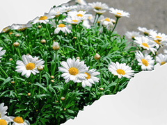 <단나루/12/Xx/여우인수>