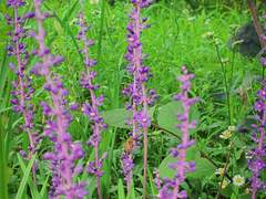 용인, 한택식물원